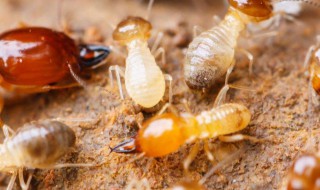 如何消灭床上小黄家蚁（床上有小黄家蚁怎么去除）