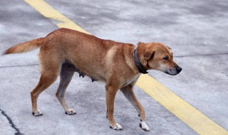 狗和虎相配婚姻如何 属相狗和虎相配婚姻如何