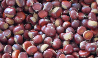 生板栗如何保存（生板栗如何保存不生虫）