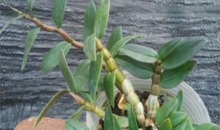 石斛如何吃好（石斛怎么吃为好）