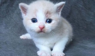 小猫不吃东西怎么办 两个月的小猫不吃东西怎么办