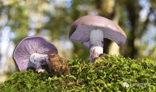 四点钟蘑菇醒了什么意思 四点钟蘑菇醒了什么意思王一博是哪一期