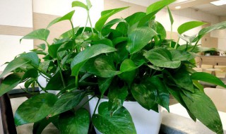 绿萝吸甲醛（绿萝吸甲醛叶子会变黄吗）