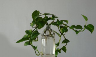 水培绿萝营养液自制 淘米水浇绿萝好不好