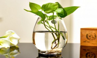 绿萝肥料淘米水 绿萝肥料淘米水和鸡蛋怎么发酵的