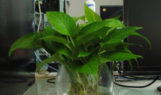 自制绿萝营养液 自制绿萝营养液,一个月轻松爆盆,我也是才学会,去试试