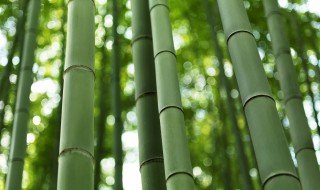 竹子为什么长得快（竹子为什么长得快打一生肖）