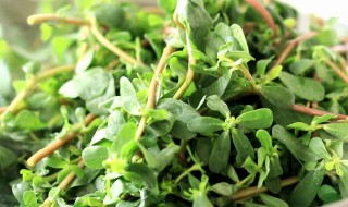 马齿苋祛痘方法（用马齿苋敷脸越敷越厉害）