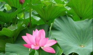 新鲜莲叶怎么保存 新鲜莲叶怎样食用