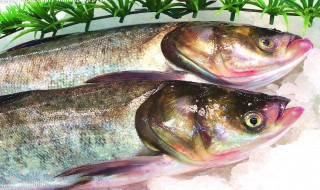 新鲜鲢鱼怎么保存（新鲜鲢鱼怎么保存时间长）