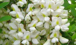 洋葵花怎么保存（洋葵花怎么保存最好）