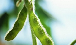 毛豆怎么保存种子 毛豆怎么保存种子呢
