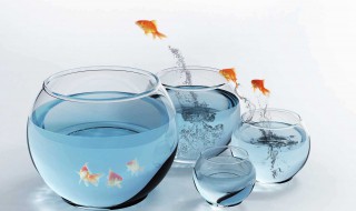 金鱼缸怎么选择氧气泵（金鱼缸用水泵好还是氧气泵好）