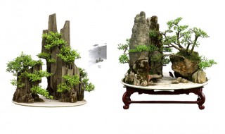 雪松如何做造型（雪松造型技术图解）