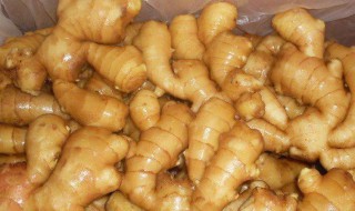 现挖生姜怎么保存（现挖生姜怎么保存时间长）