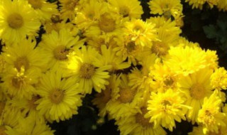 菊花怎么选择好的菊花 买菊花怎么挑