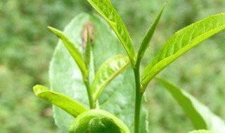 新手怎么选择茶叶 新手怎么选择茶叶品种