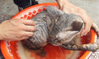 用醋去除虱子卵的方法 用醋去除虱子卵的方法有哪些