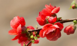 自己动手插花心情句子 自己动手插花心情句子怎么写