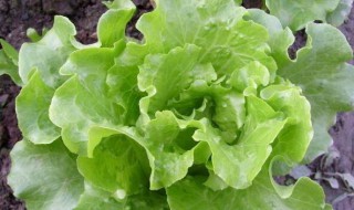 生菜的种植方法和时间 意大利生菜的种植方法和时间