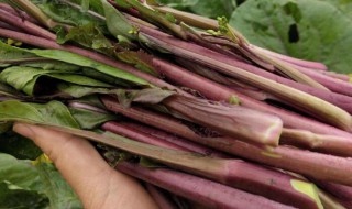 红菜苔种植时间和方法（北方红菜苔种植时间和方法）