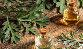 艾草如何做香薰（艾草如何做香薰视频）