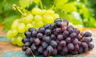 吃葡萄的好处与坏处（经常吃葡萄的好处与坏处）