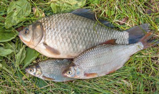 钓鲤鱼鱼技巧（钓鲤鱼教程）