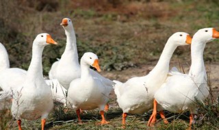 鹅的养殖方法和技术 鹅的养殖方法和技术视频教程