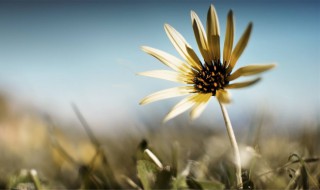 有新鲜感的句子 大青树下的小学画出有新鲜感的句子