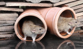 如何让老鼠自动离开（如何让老鼠自动离开抽油烟机）