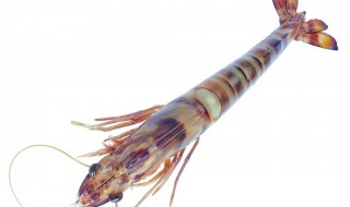 虾吃什么东西 小虾吃什么