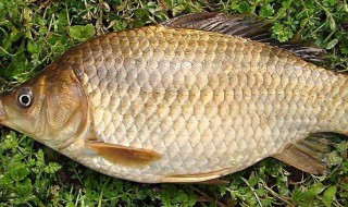 鲫鱼吃什么食物（鲫鱼吃什么食物在家养）