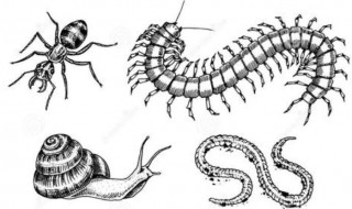 蜈蚣为什么会爬到床上（蜈蚣为什么会爬到床上来）