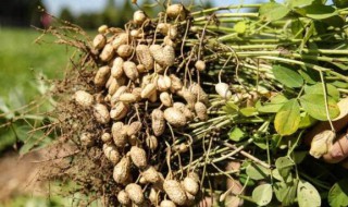 花生为什么叫落花生 花生为什么叫落花生,秒懂百科