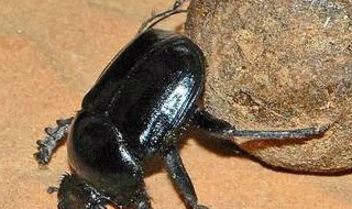 屎壳郎为什么要推粪球（屎壳郎为什么要推粪球的读后感）