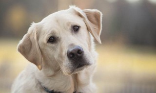 狗狗可以吃红薯吗 狗狗可以吃红薯吗?