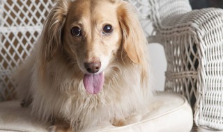 狗可以吃鸡蛋吗（狗可以吃鸡蛋吗熟的）