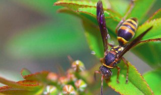 被马蜂蛰是什么原因 被马蜂蛰了是什么意思