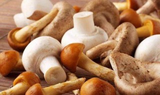 菌类有哪些 菌类有哪些品种