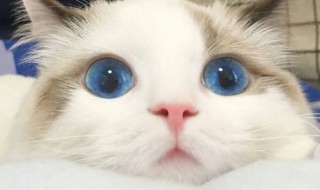 蓝眼睛的猫有哪些品种 蓝眼睛的猫有哪些品种图片
