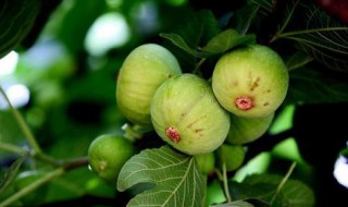 无花果怎么吃剥皮吗（无花果皮怎么剥皮）