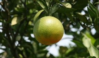 秋天的果实有哪些成熟（秋天的果实有哪些成熟词语）