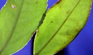 神奇的叶子有哪些 神奇的叶子有哪些资料