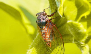 蝉的喂养方法（蝉的喂养方法有哪些）