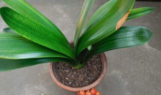 君子兰烂心怎么处理 君子兰烂心怎么处理图