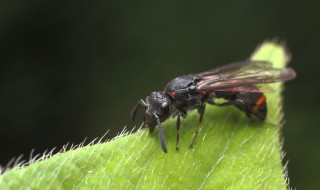 蚂蚁咬了怎么处理 被毒蚂蚁咬了怎么处理