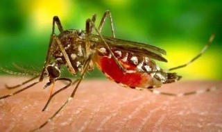 蚊子为什么吸血（蚊子为什么吸血会起包）