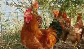 喂鸡的土方法（喂鸡教程）