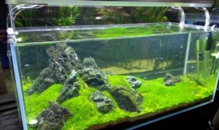 鱼缸自制上过滤水槽如何做 鱼缸自制上过滤水槽如何做的